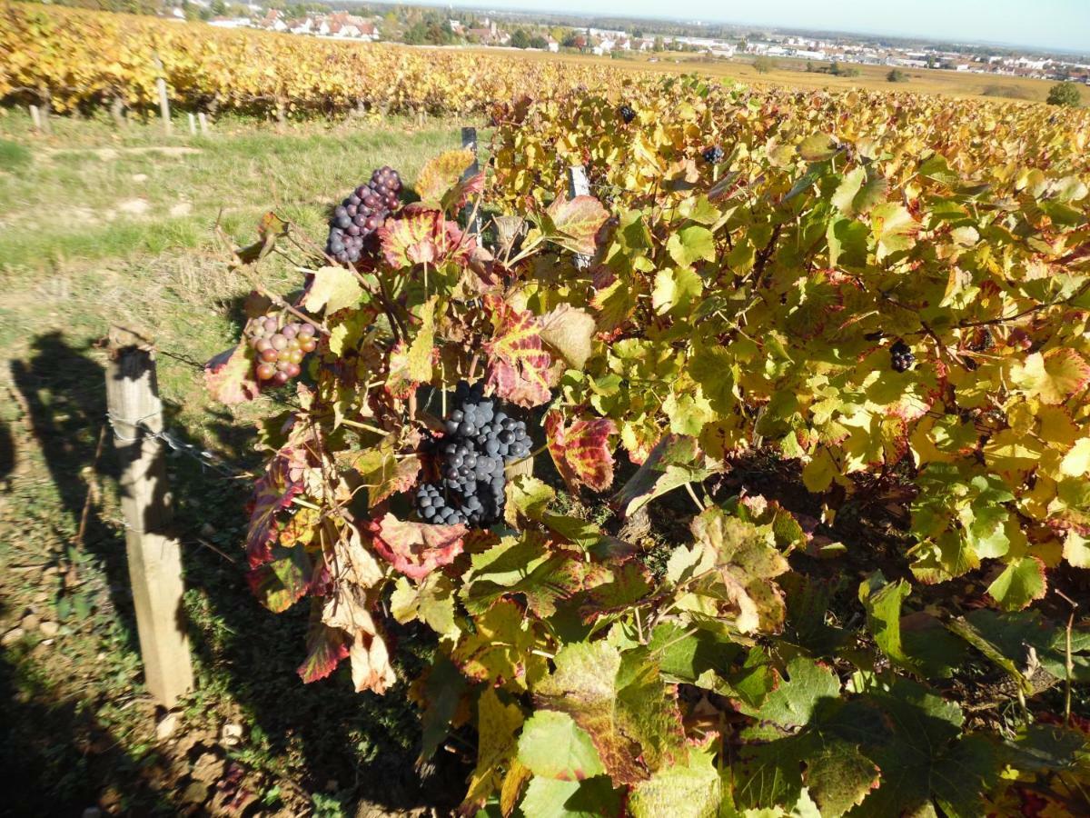 Chambres D'Hotes En Cote D'Or Corcelles-lès-Cîteaux Eksteriør billede